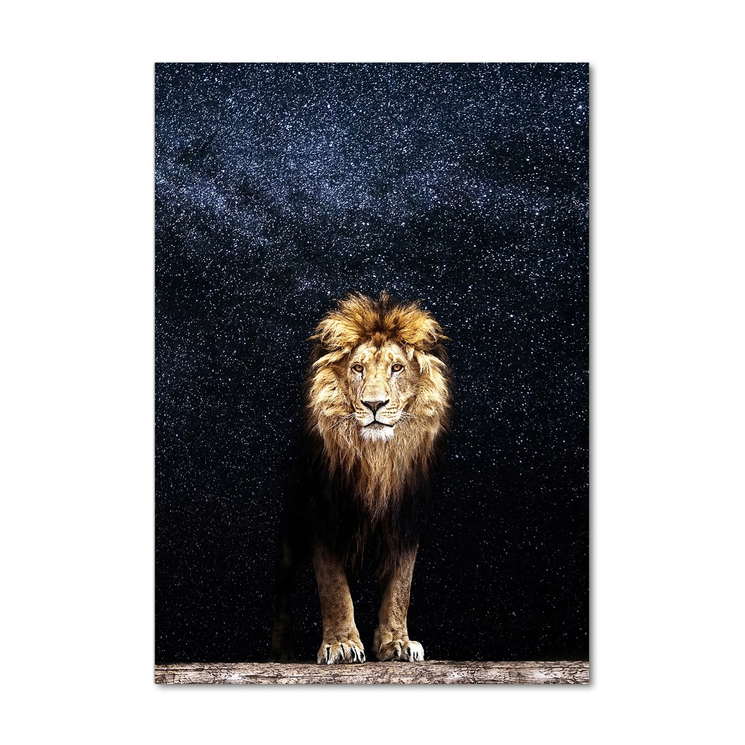 

Foto obraz akrylowy Lew na tle gwiazd 70x100 cm