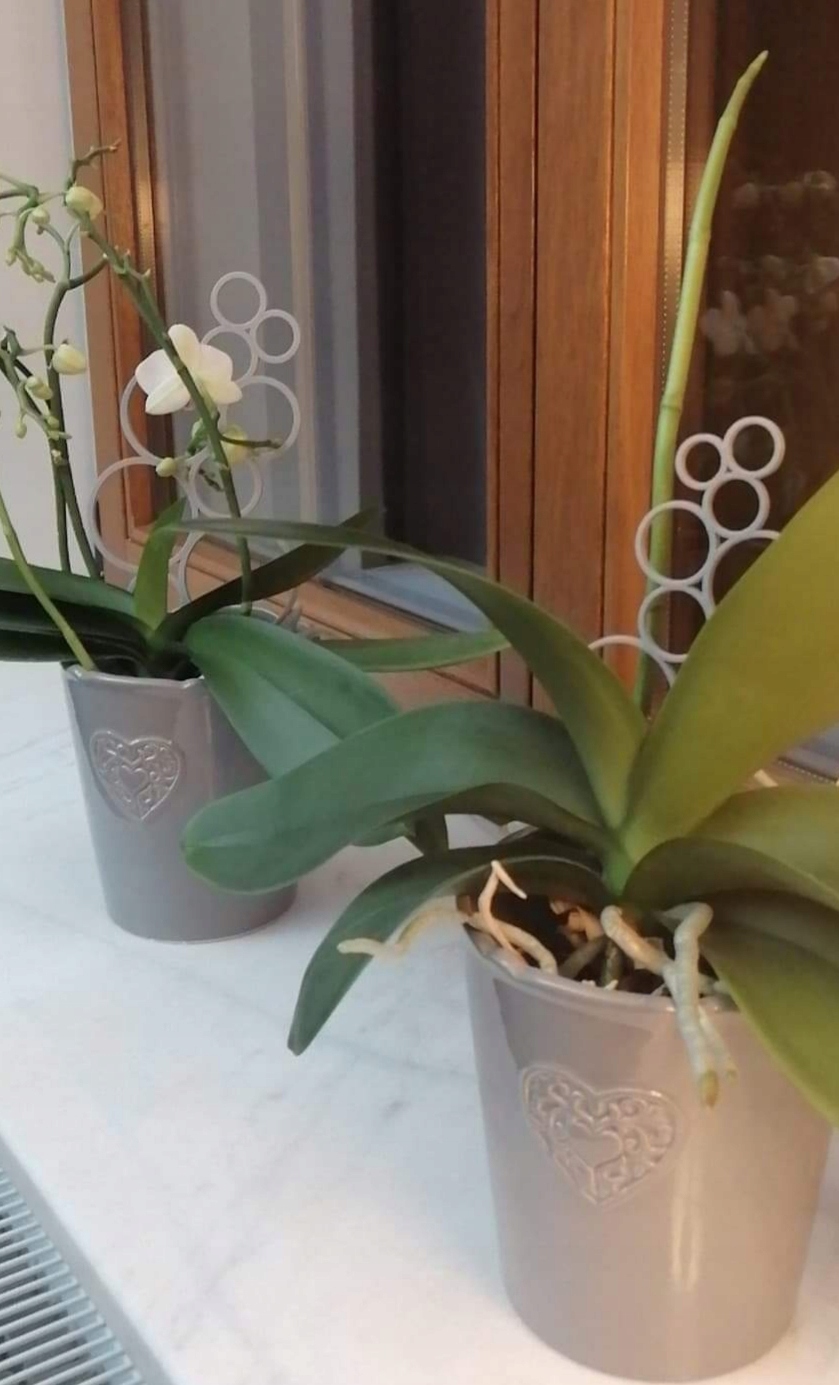 PODPÓRKA DO KWIATÓW DRABINKA DO ROŚLIN PERGOLA Wysokość maksymalna 18.2 cm