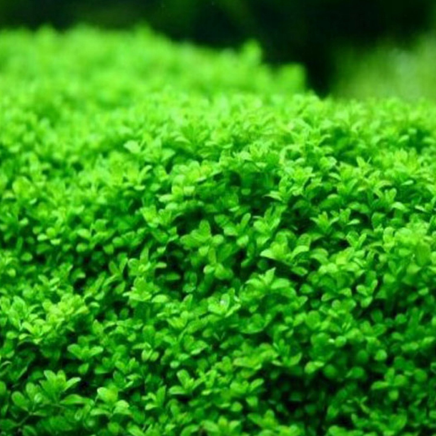 Hemianthus callitrichoides Cuba - RA porcja XXL