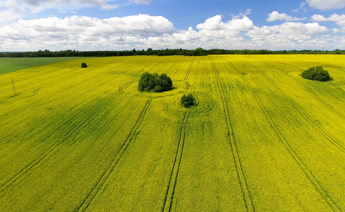 

Tapeta flizelinowa Pole rzepaku - 416x254