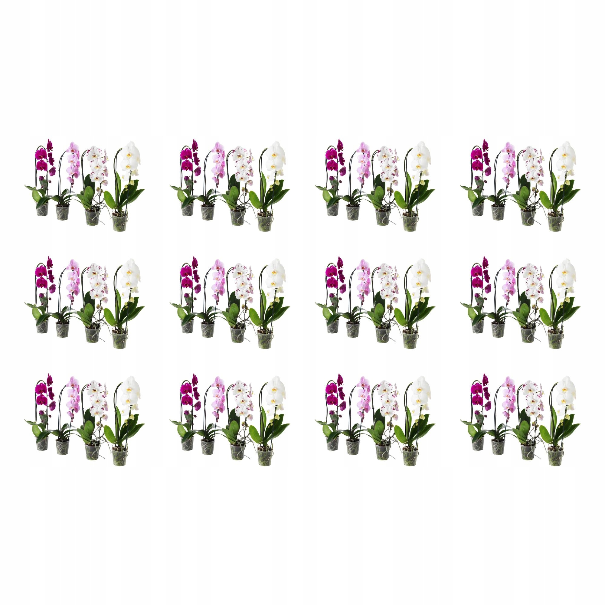 12 ks Orchidej Phalaenopsis Kaskádová 60 cm Květináčová rostlina