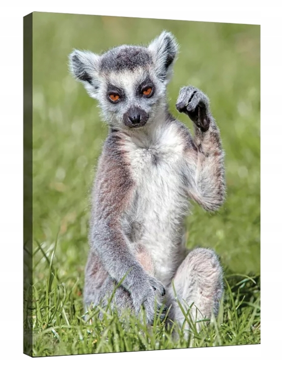 Obraz 60x80 Lemur zvíře příroda divoká příroda portrét oči kožešina exotika