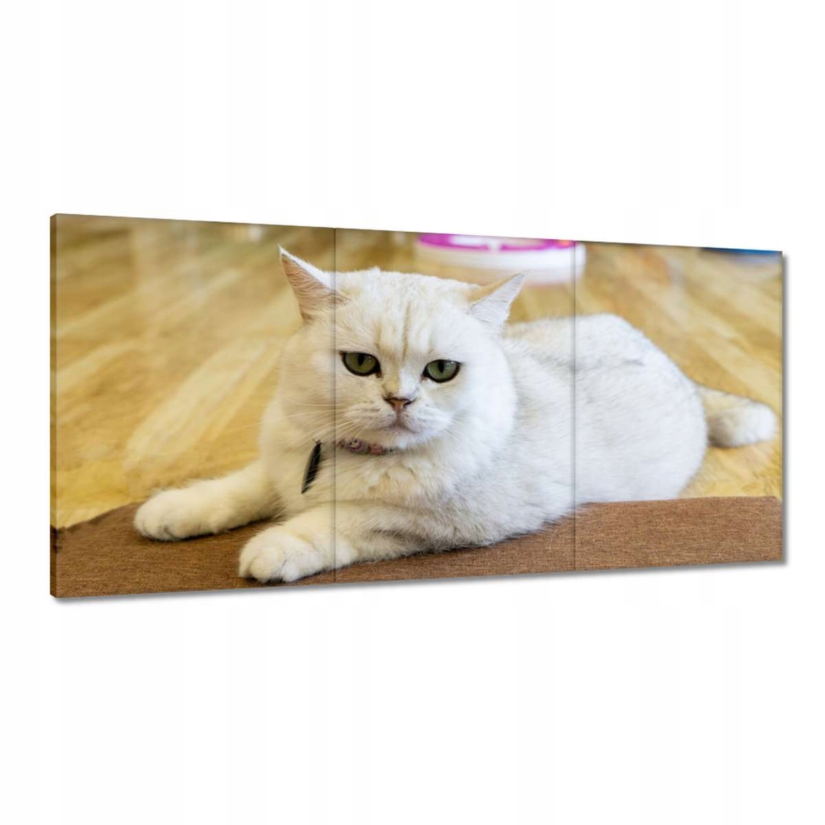 Obrazy 120x60 Kočička Kočky Kicia