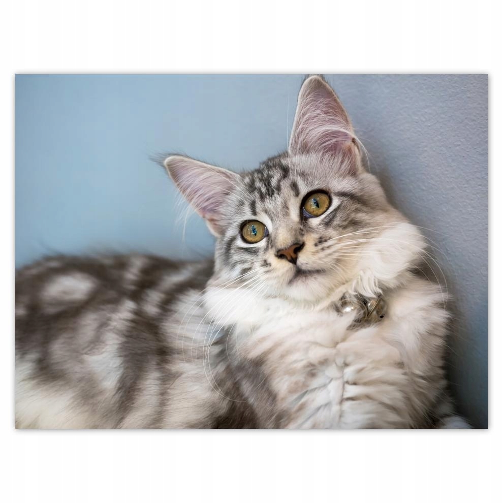 

Plakat 40x30 Kotek Kotki Koty Kicia