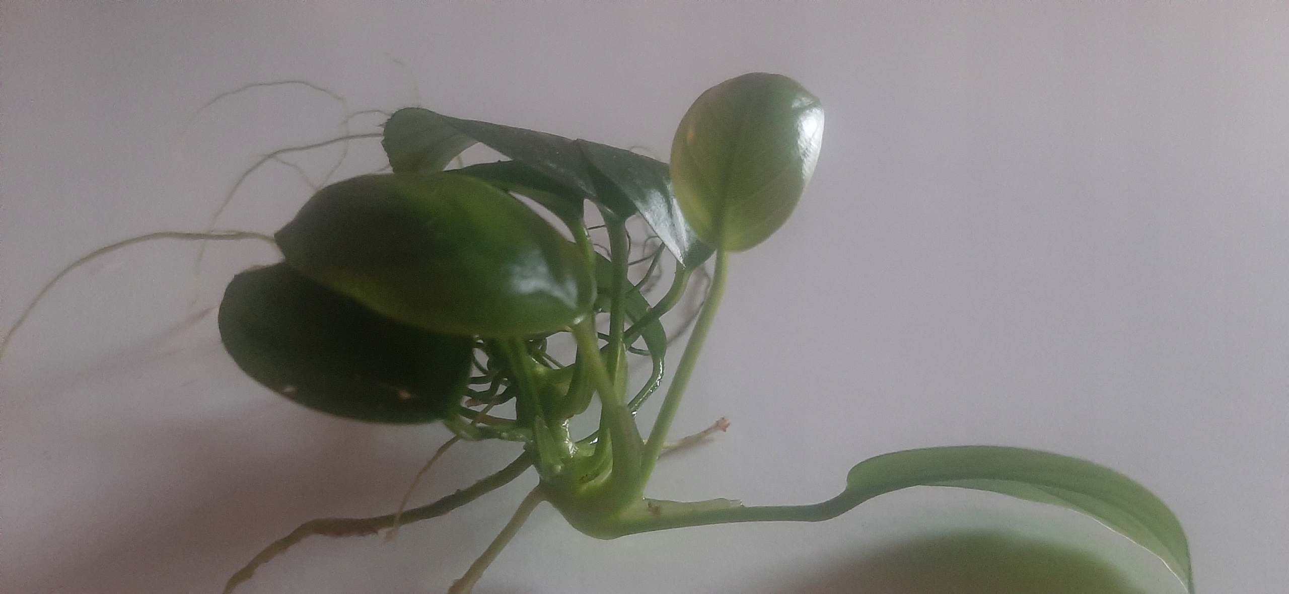 Rośliny do akwarium Anubias