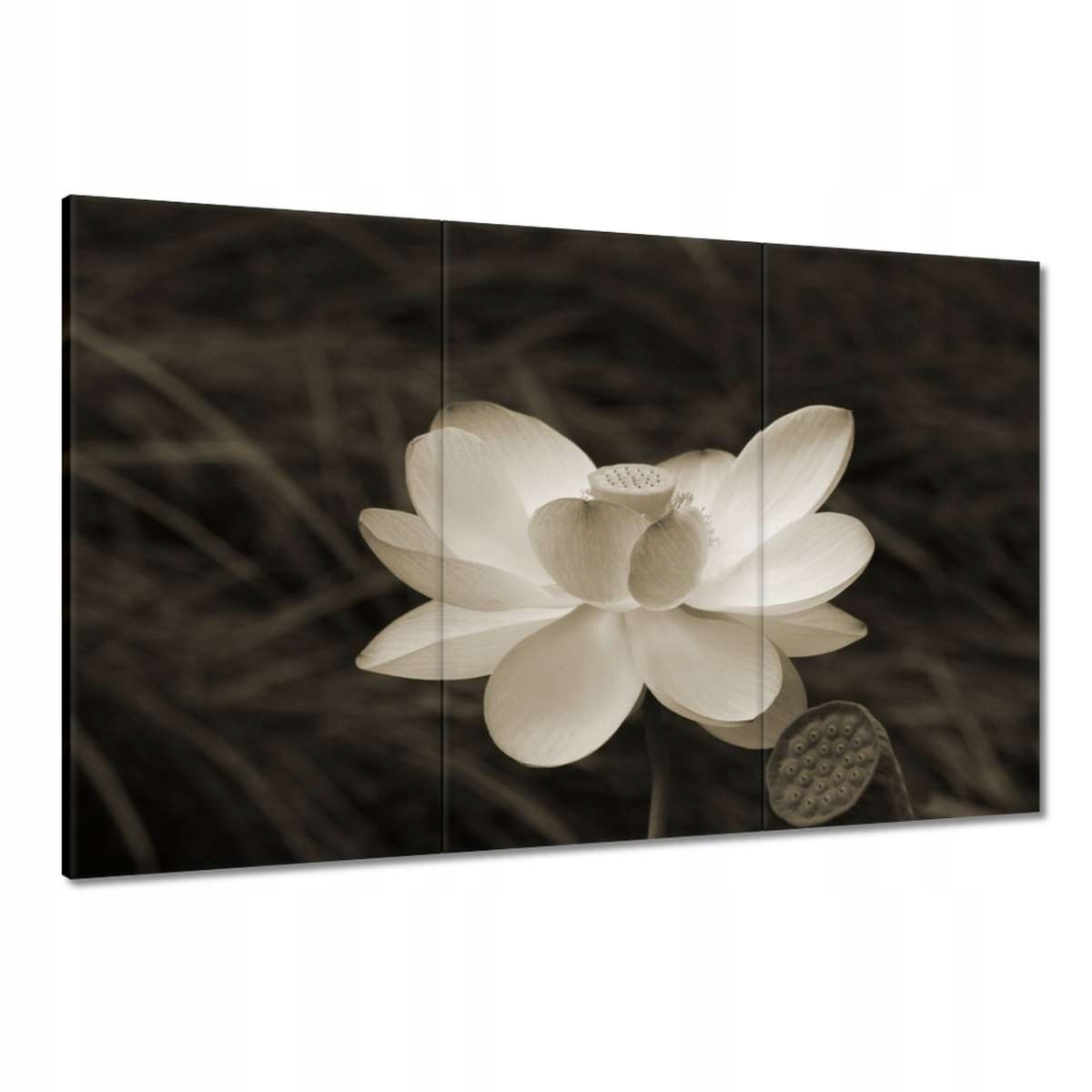 Obrazy 120x80 Lotos Lotosový květ