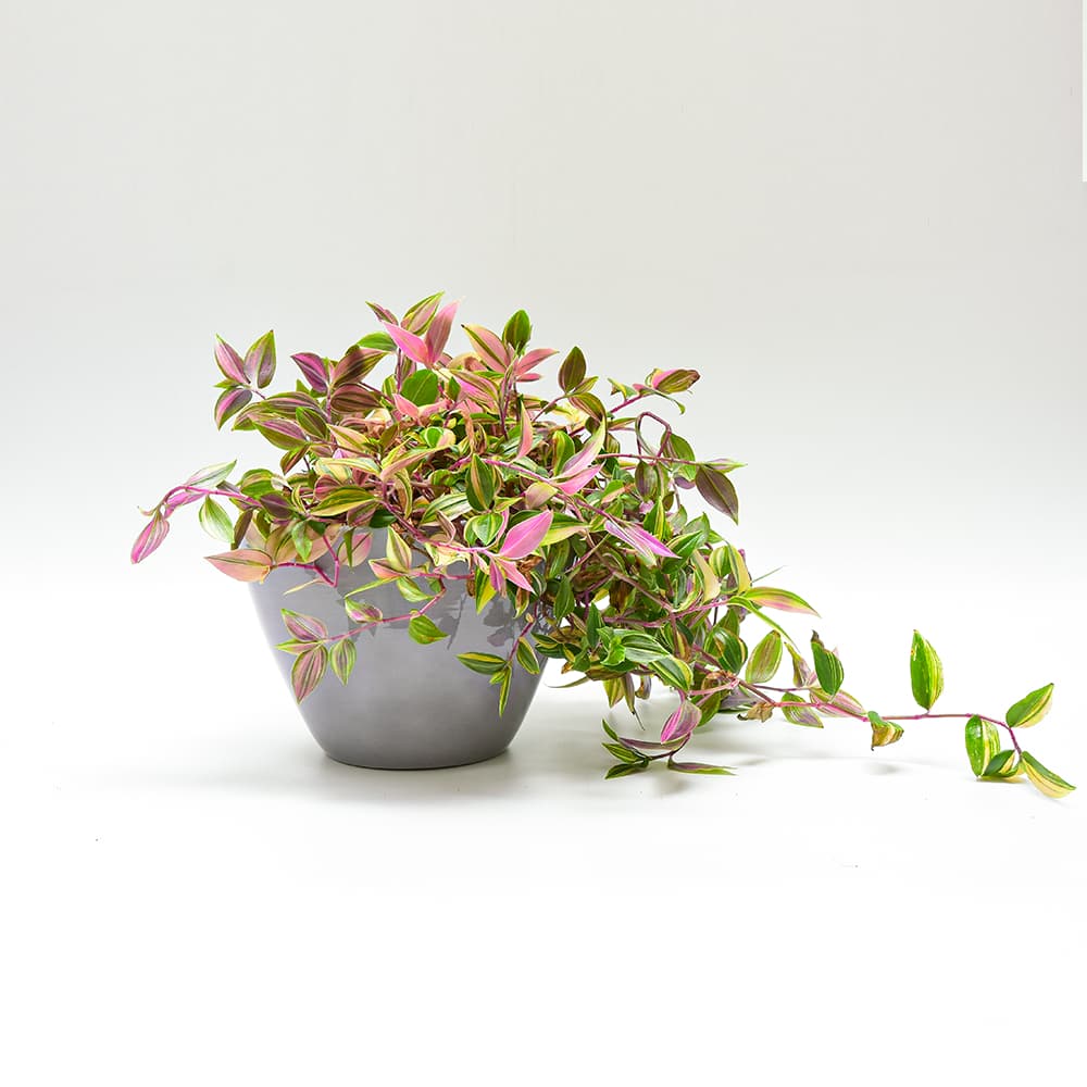 Osłonka Ceramiczna Łódka EAN (GTIN) 4013738015471