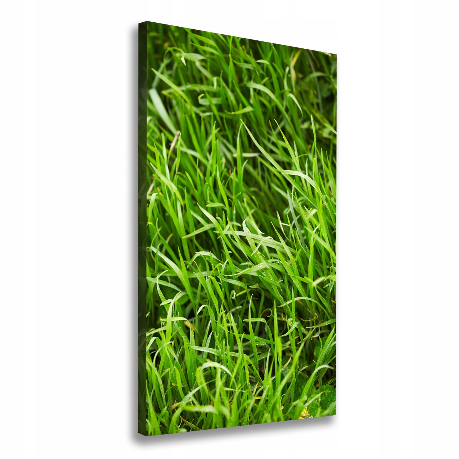 

Foto-obraz zdjęcie na płótnie Trawa 60x120 cm