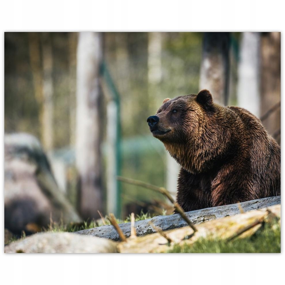 

Plakat 50x40 Zwierzęta Zwierzątka