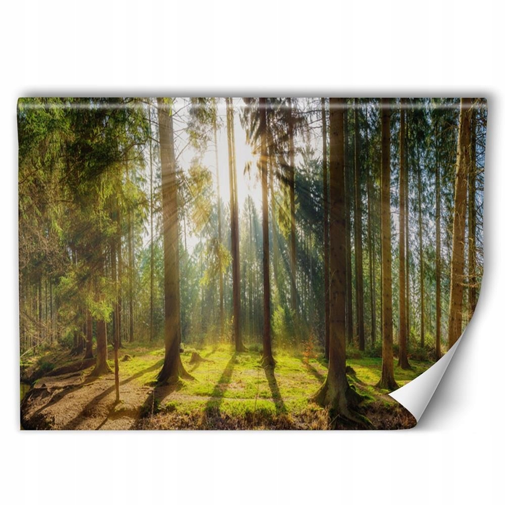 

Fototapeta Natura Do Salonu Sypialni 150x100