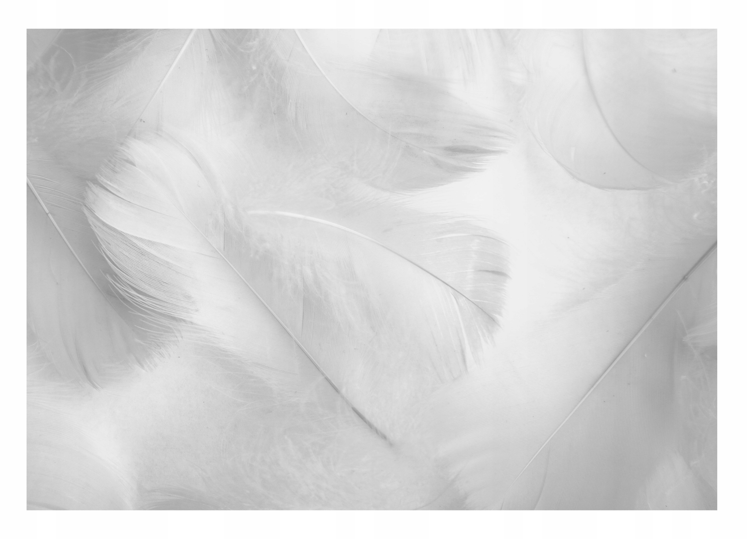 Fototapeta 3D Pero do predsiene Tapeta 312x219