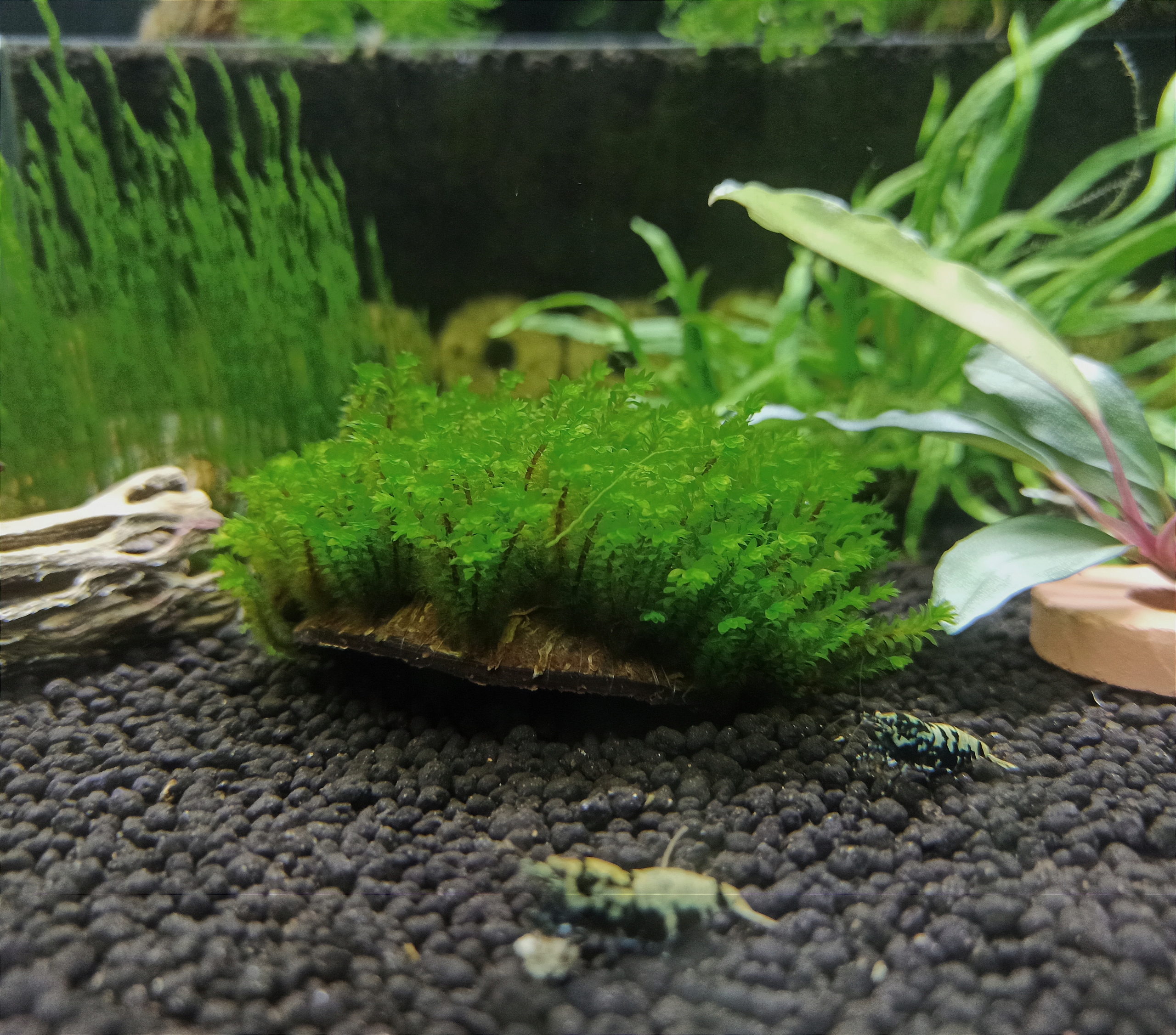 Красивый мох Distichophyllum SP. Rarystas