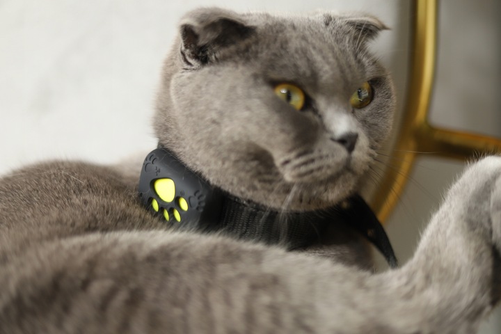 GPS ЛОКАТОР НАШИЙНИКА Z8 ДЛЯ ДОМАШНІХ ТВАРИН ДОДАТОК ДЛЯ СОБАК ТА КОТІВ