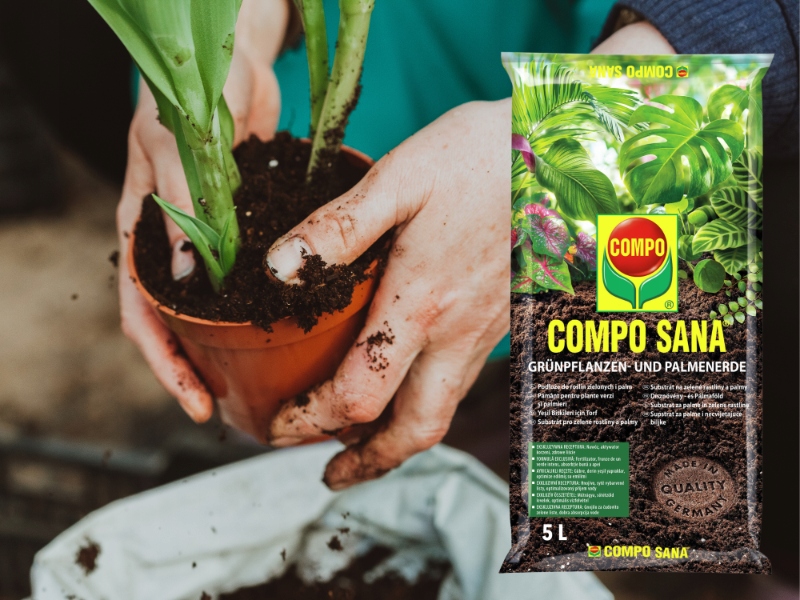 ZIEMIA DO DONICZKOWYCH ROŚLIN ZIELONYCH: MONSTERY,FIKUSA,PAPROCI COMPO SANA pH 5-6.5