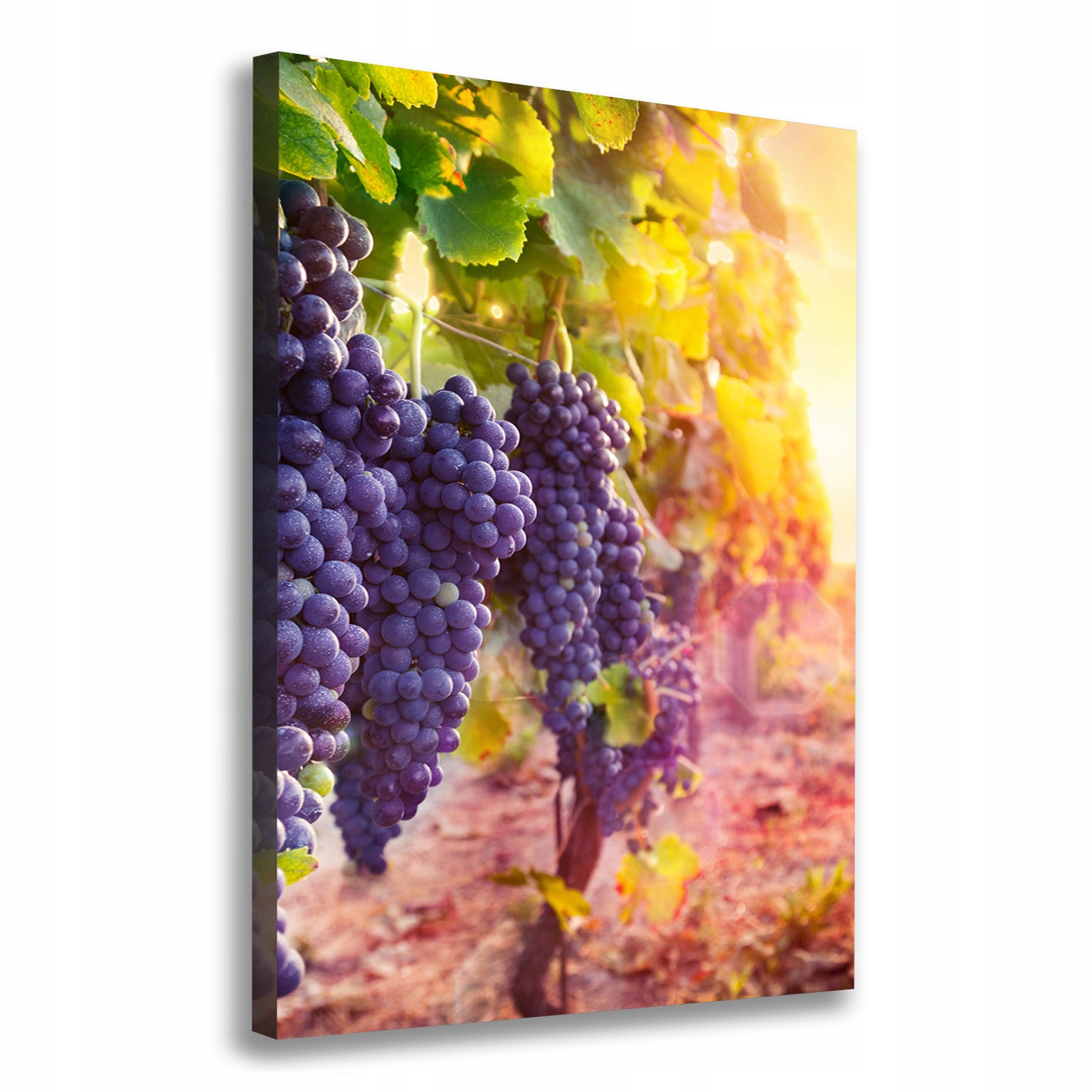 

Nowoczesny obraz canvas na ramie Winnica 70x100 cm