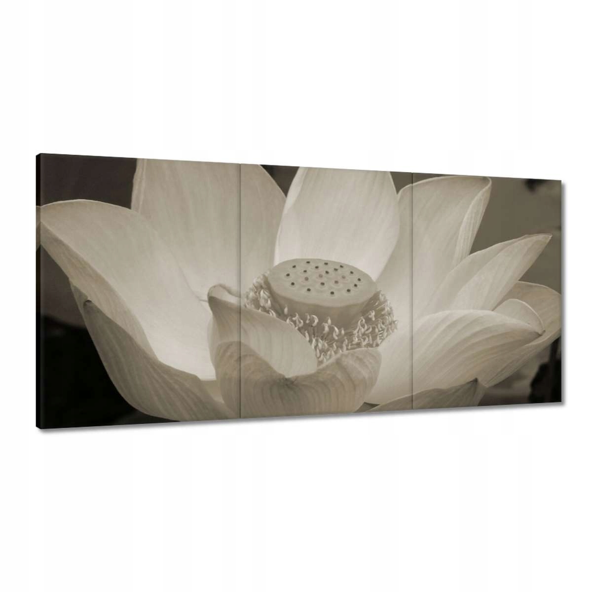Obrazy 180x90 Lotos Lotosový kvet