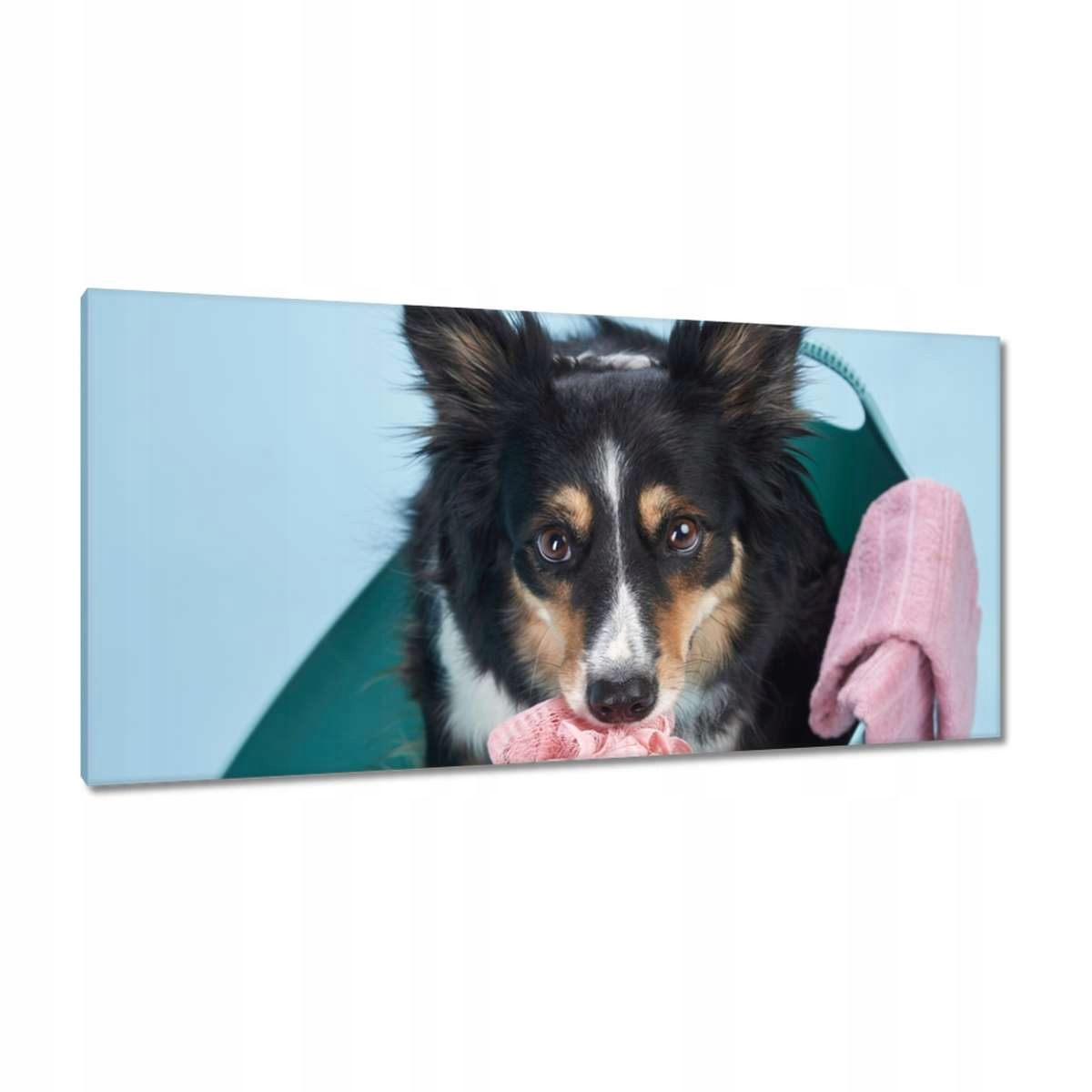 Obrazy 115x55 Koupel pejska ve vaně