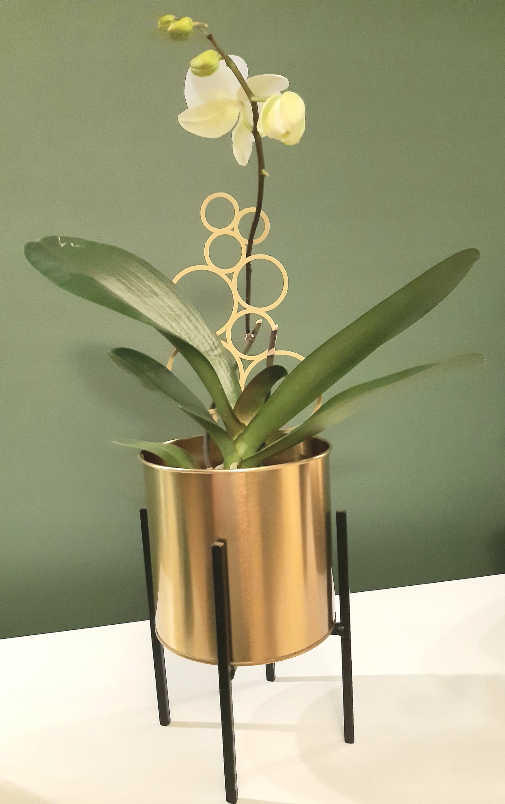 PODPÓRKA DO KWIATÓW DRABINKA DO ROŚLIN PERGOLA Kolor biały czarny odcienie brązu i beżu odcienie różowego odcienie szarości i srebra odcienie zieleni