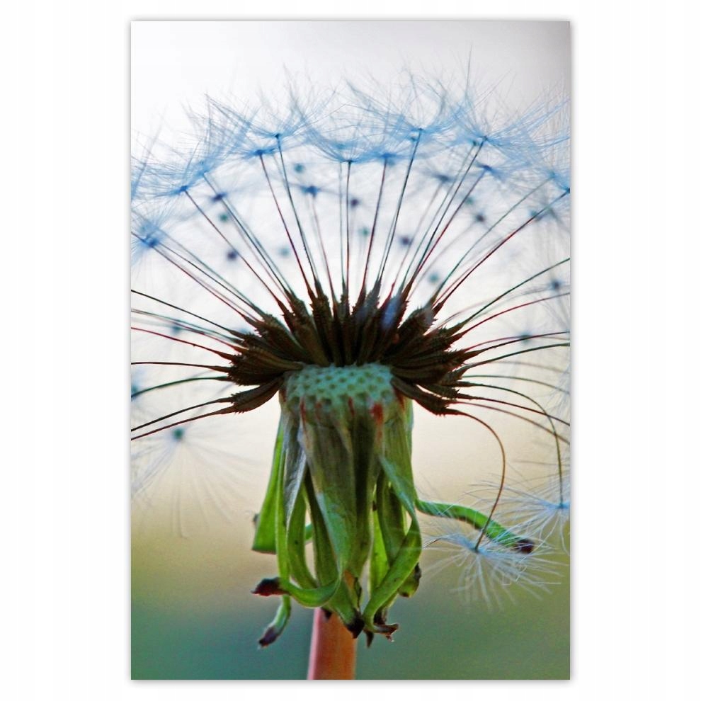 

Plakat 62x93 Dmuchawiec Kwiat Kwiatki