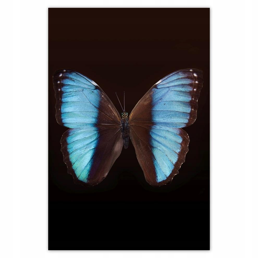 

Plakaty 40x60 Błękitny motyl
