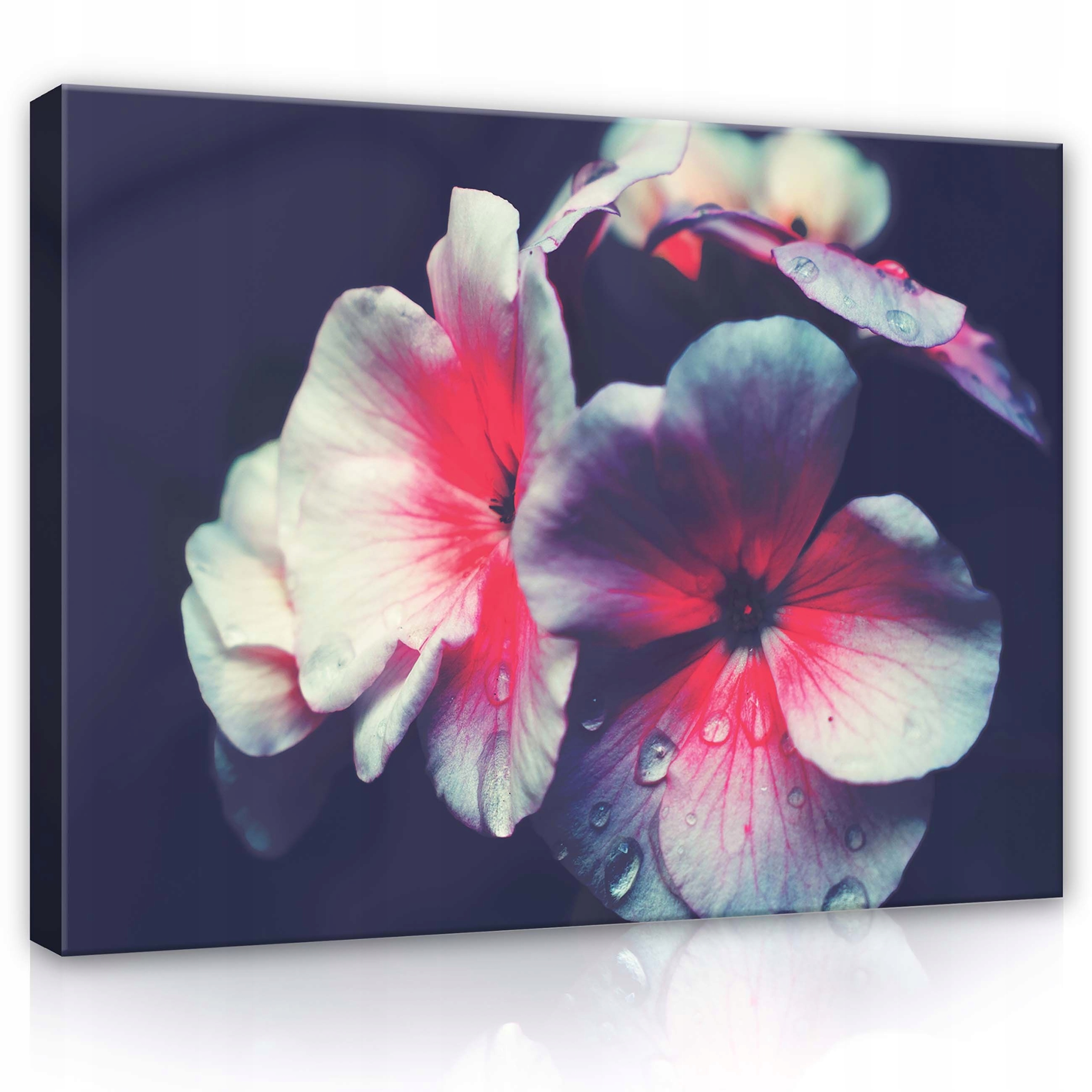 Obraz 80x60 Květiny okvětní lístky rosa makro jemnost příroda klid harmonie
