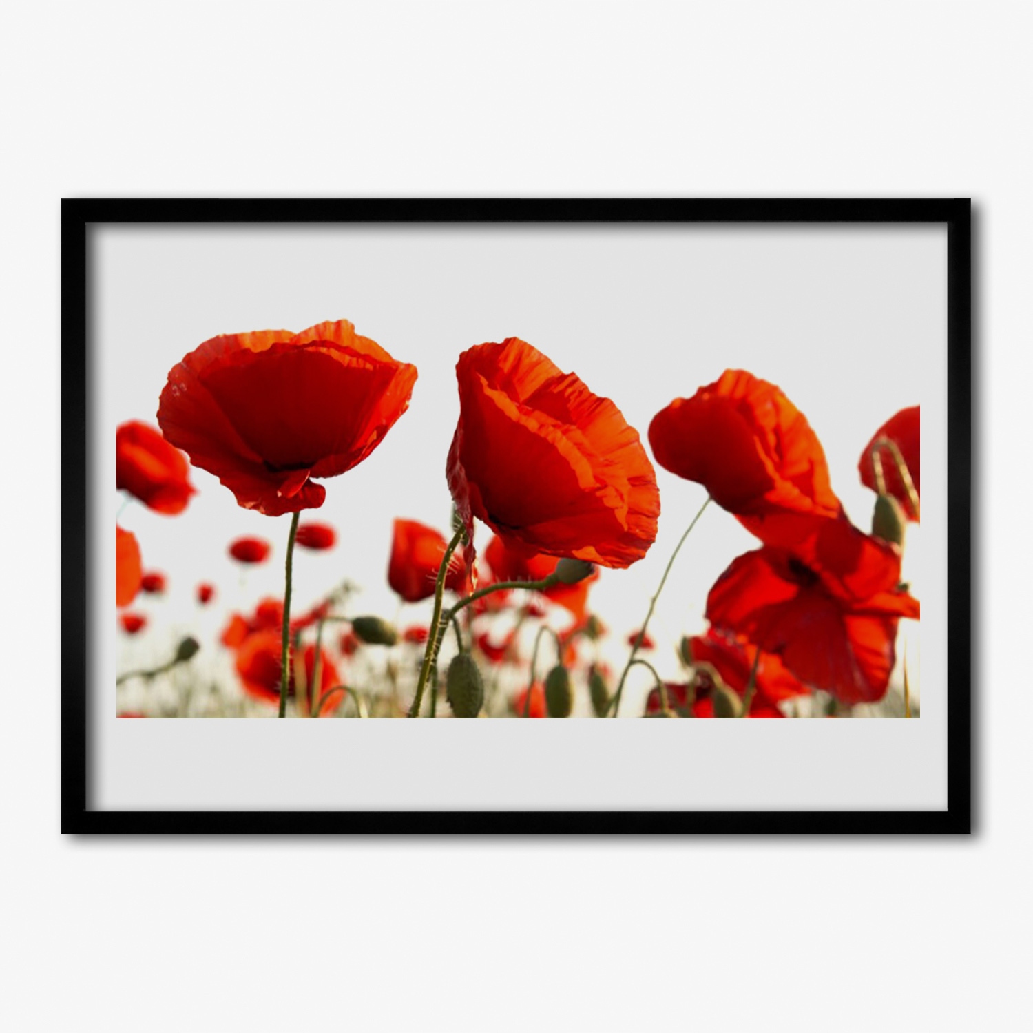 Nástěnný fotoobraz s rámečkem Tulipány květiny 100x70