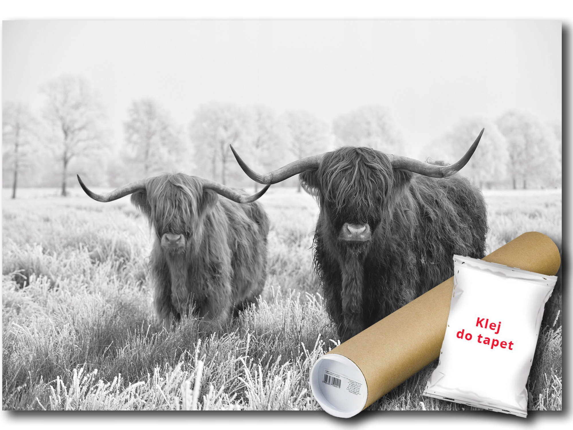 Fototapeta Flizelina Kráva Skotsko Zima 208x146