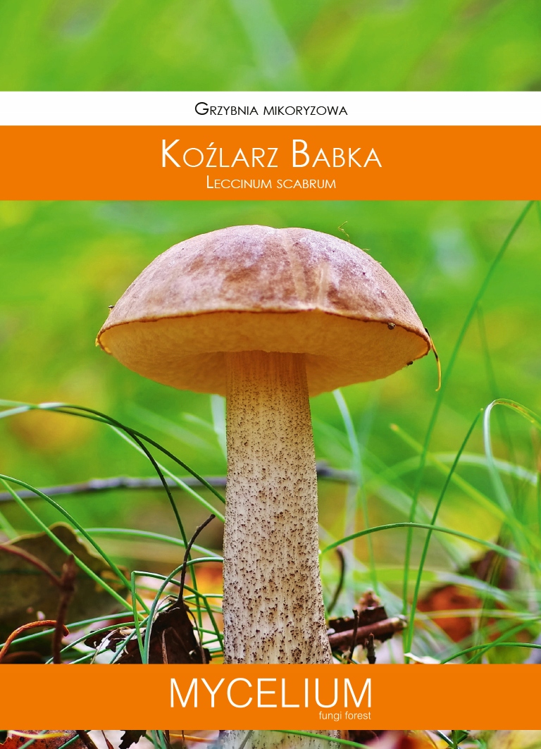 

Mikoryza żywa grzybnia Koźlarz Babka