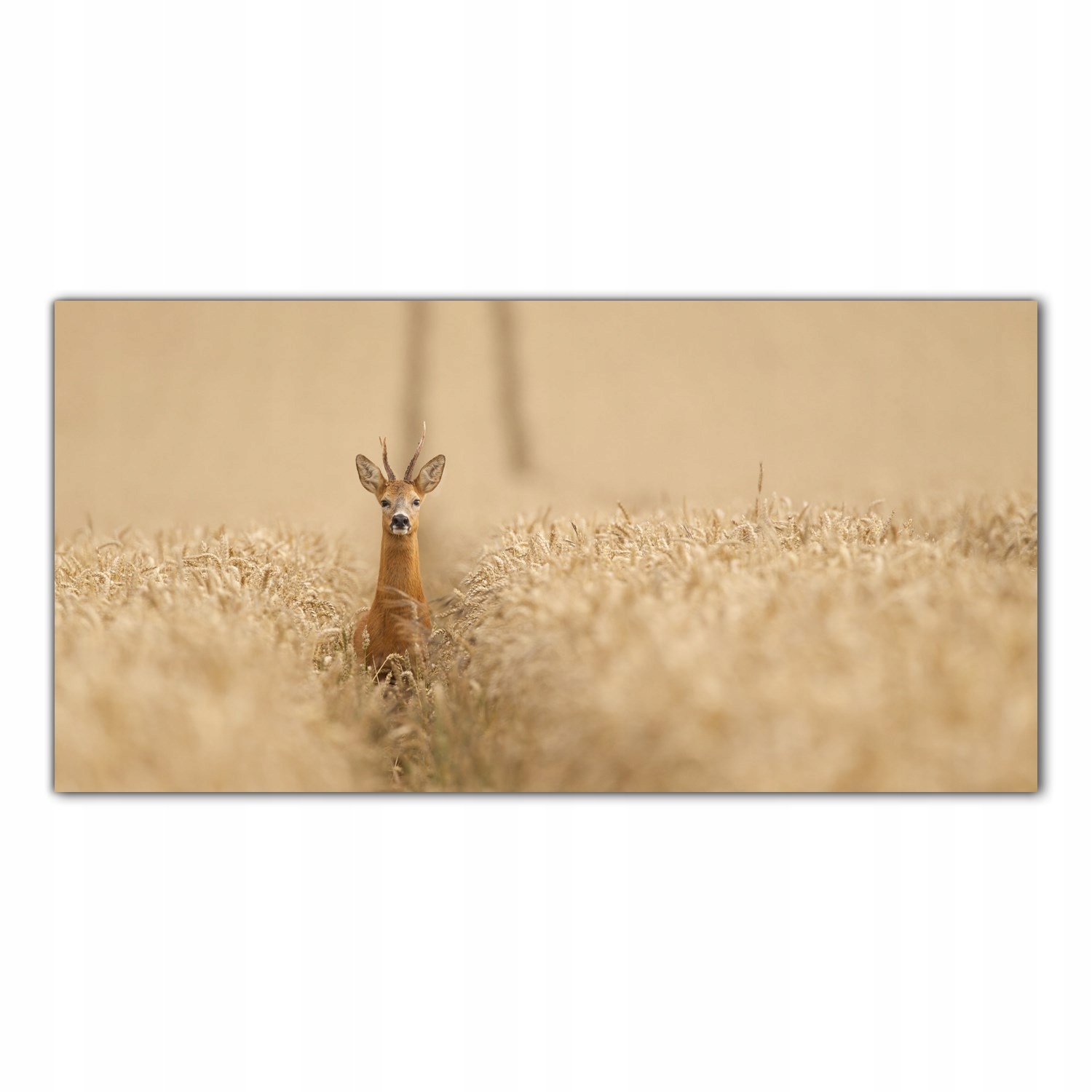 Jelen Louka Pole Vesnice 100x50 Panely tvrzené sklo