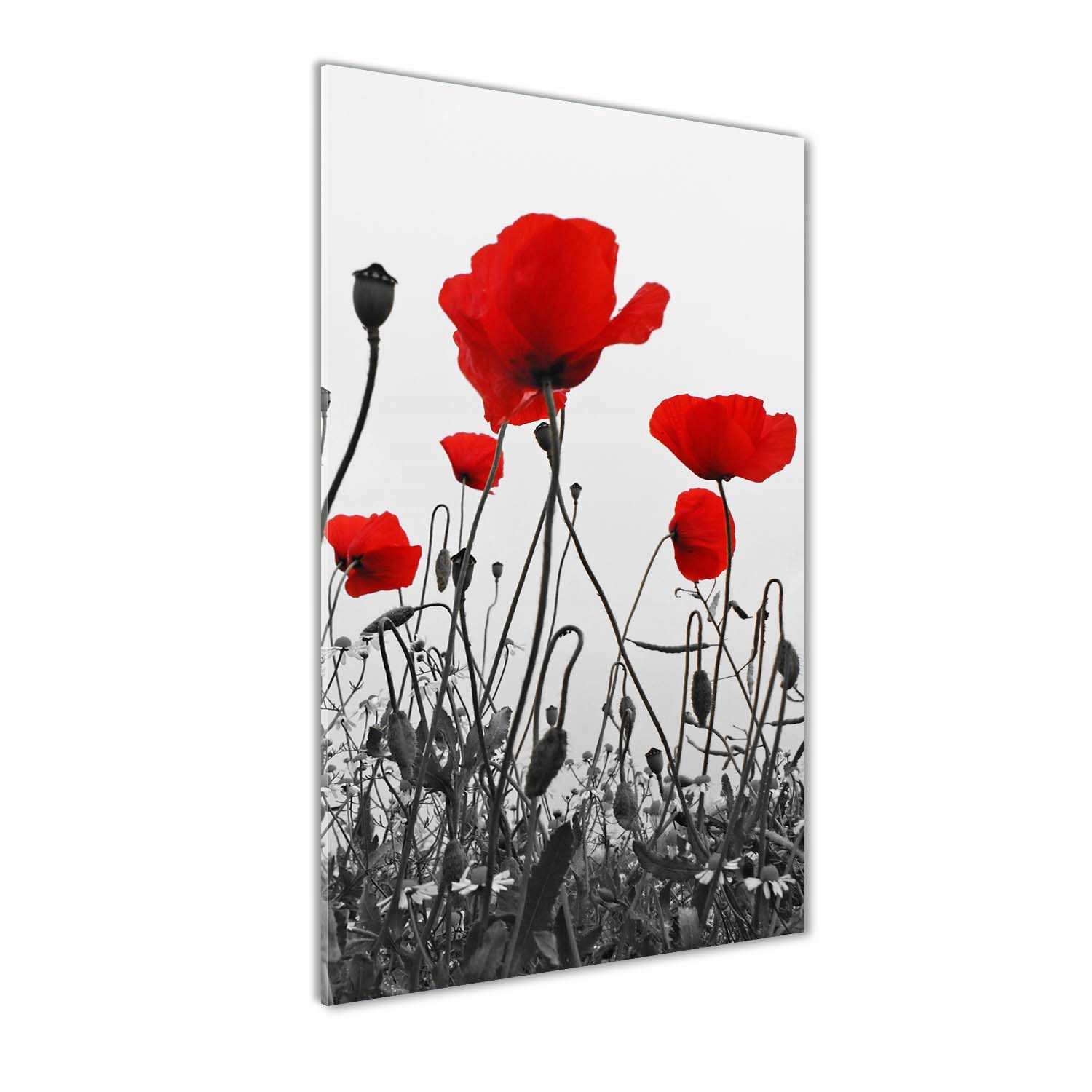 

Foto obraz akrylowy na ścianę Polne maki 50x100cm