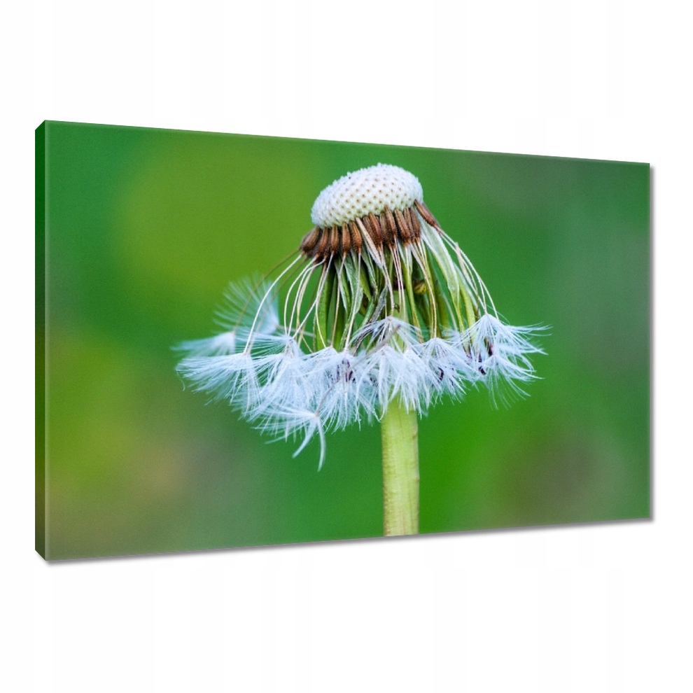 

Obrazy 90x60 Dmuchawiec Kwiat Kwiatki