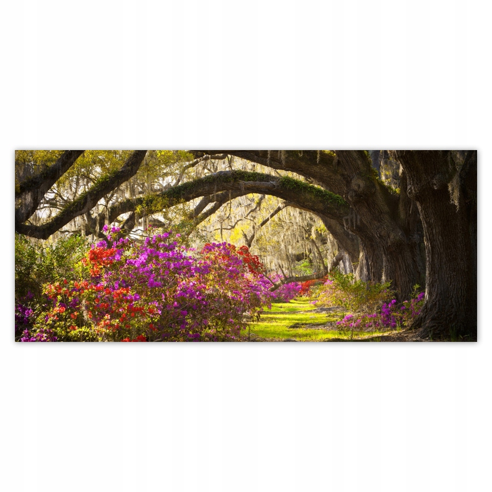 

Fototapety flizelina 250x104 Dębowa aleja