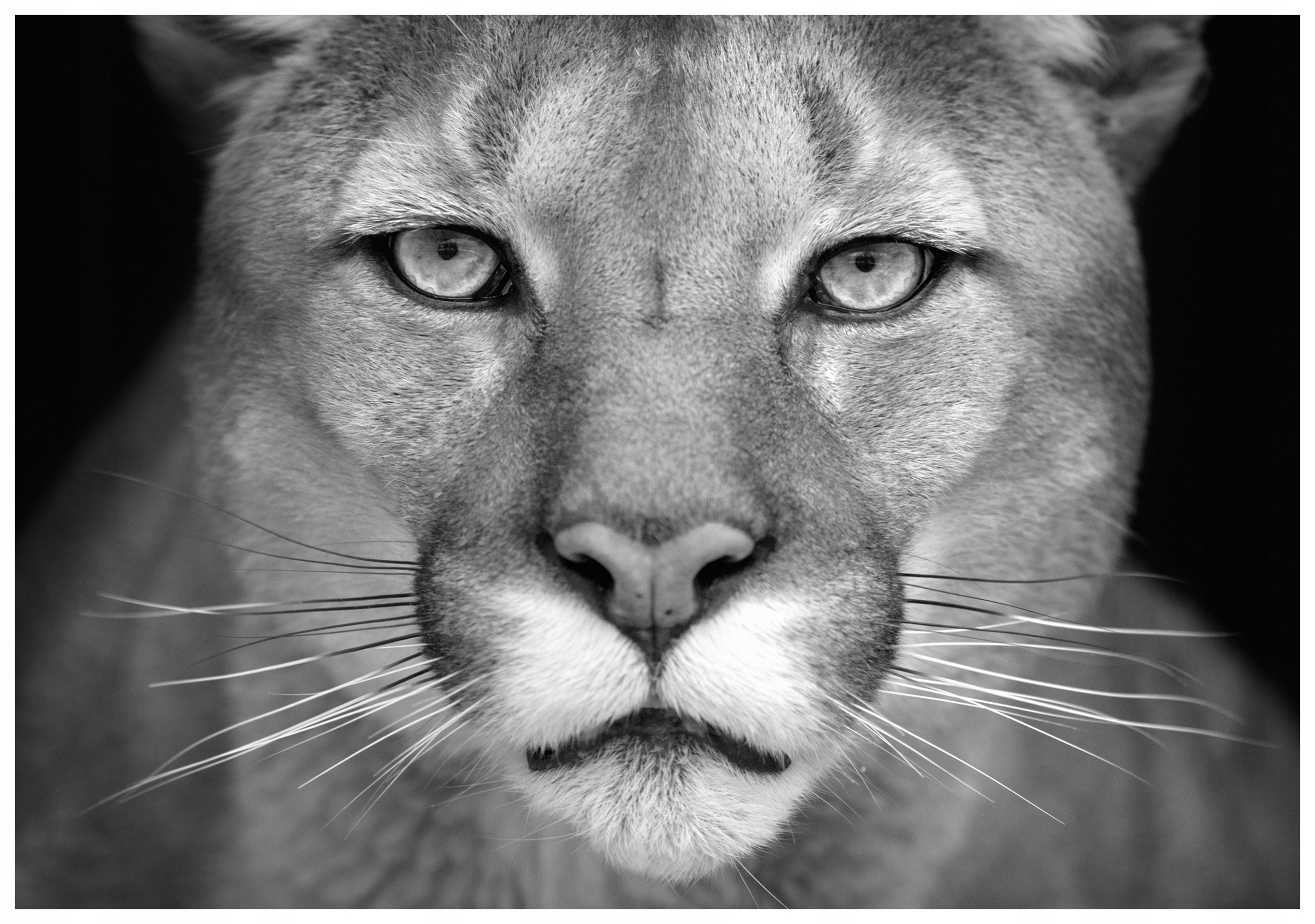 Vliesová fototapeta Kuguara Černobílý portrét 250x175 lepidlo