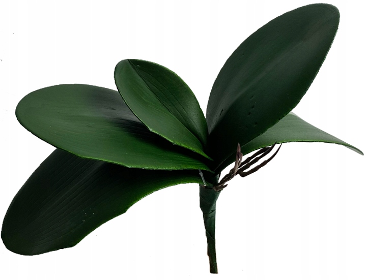 

Liście Do Storczyka Sztuczne Korzenie Phalenopsis