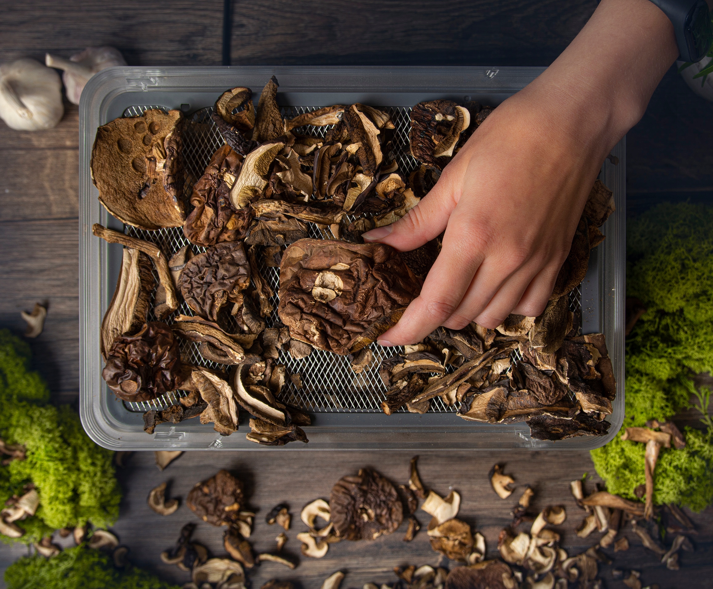 Suszarka do grzybów owoców STALOWE SITA FIRST AUSTRIA 240W Kod producenta 5126-6