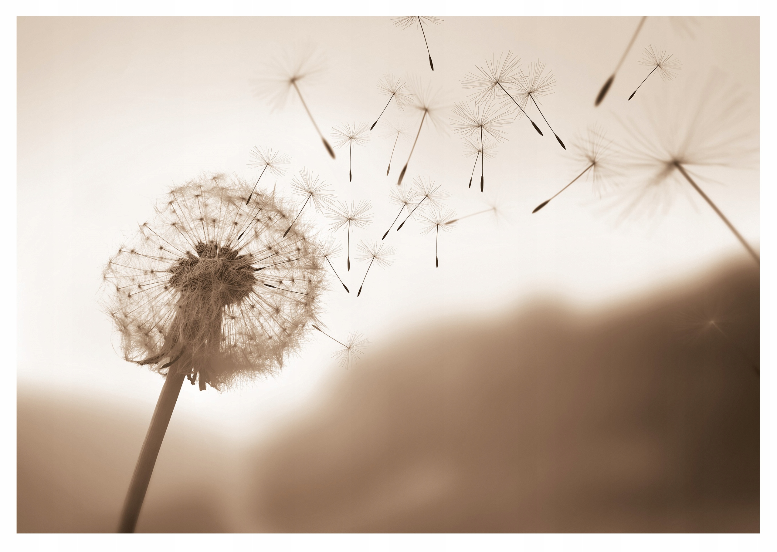 Fototapeta Púpava Béžová Moderná 416x254