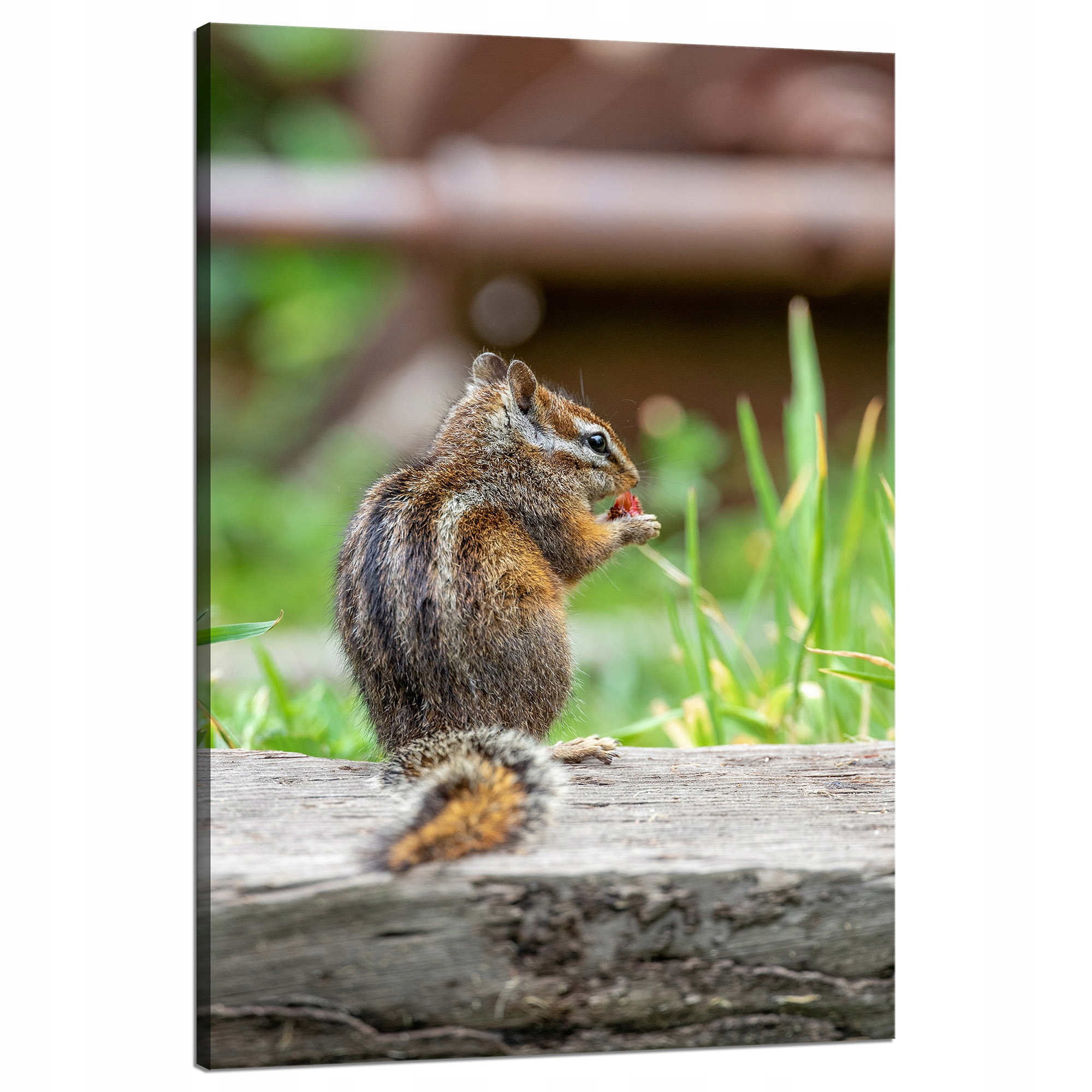 Obraz na plátně Zvířata jedoucí veverka 80x120