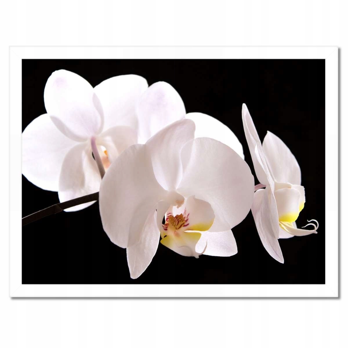 Plakáty v rámu 40x30 Bílý orchidej