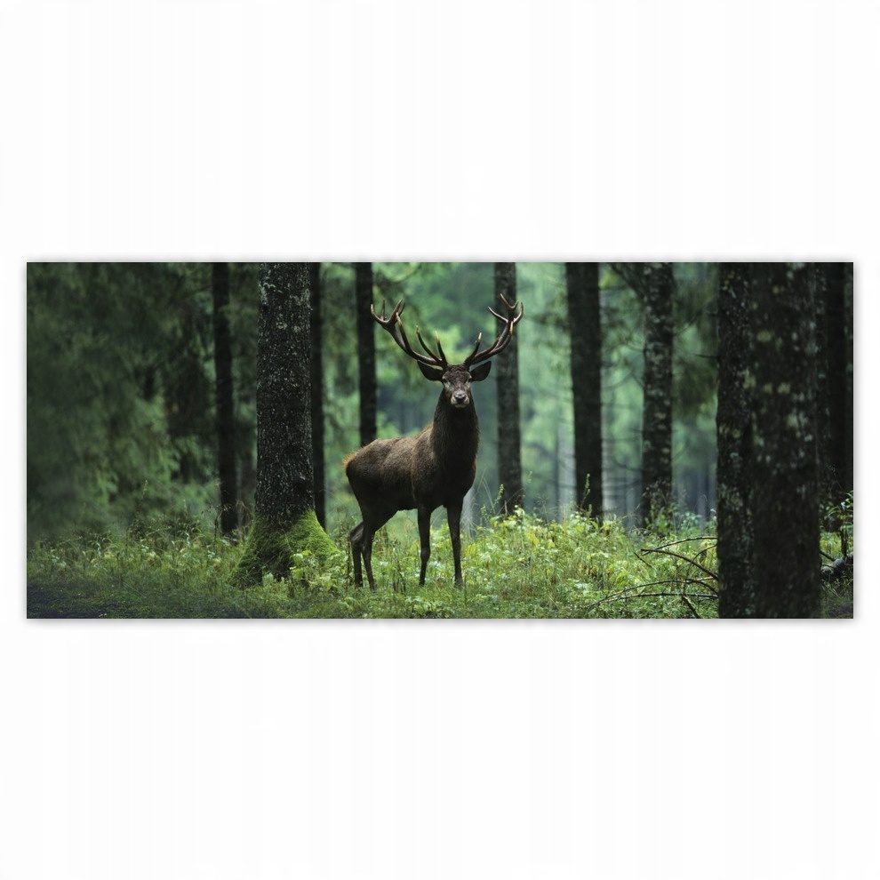 

Fototapety flizelina 211x91 Jeleń Jelenie Las