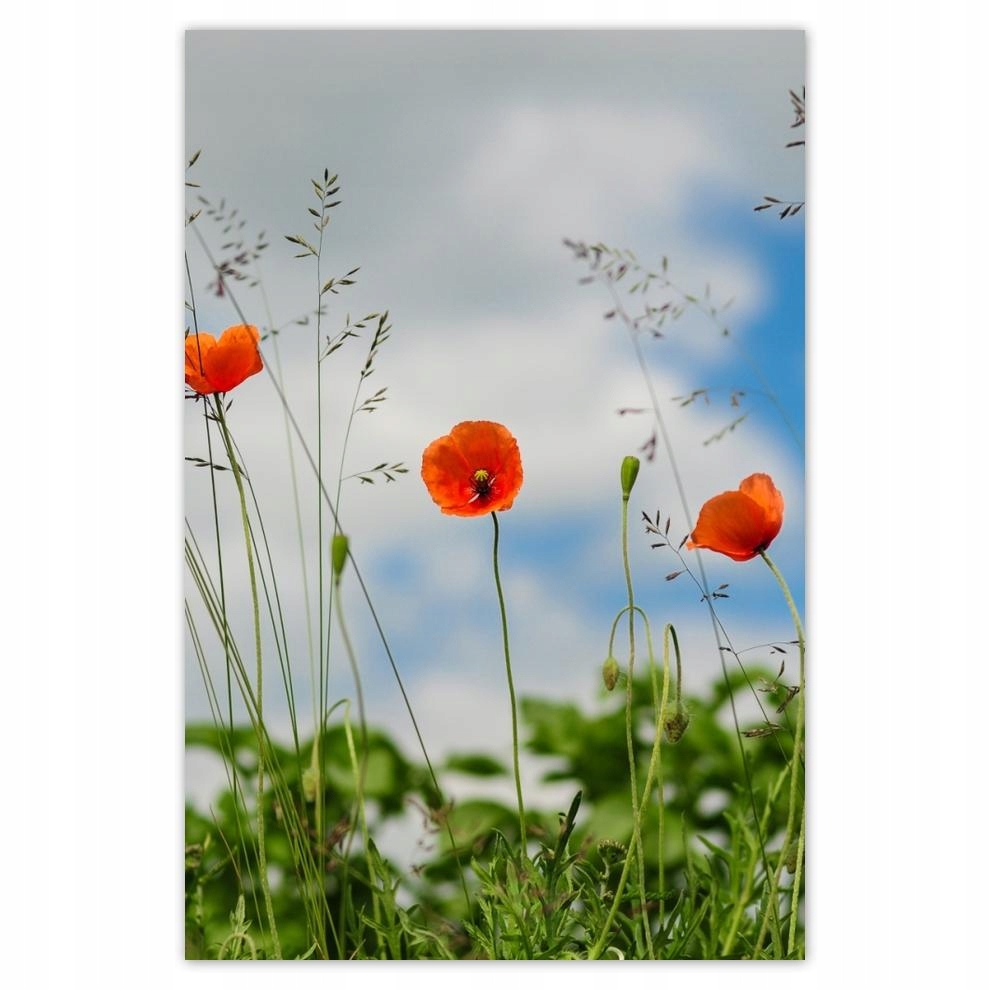 

Plakat 62x93 Czerwone maki polne
