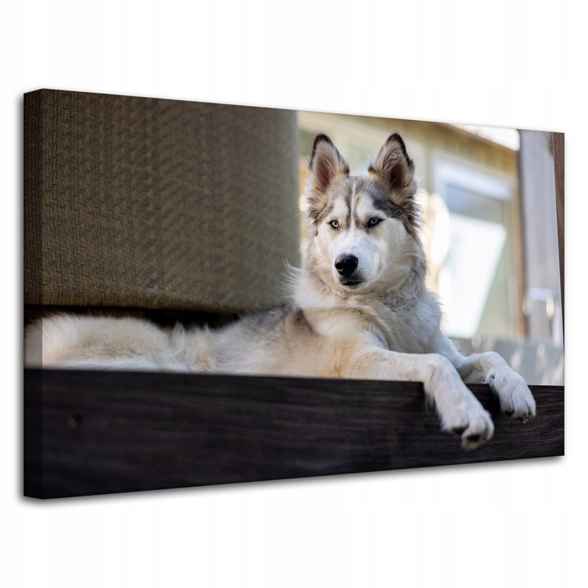 Obraz Canvas Zvířata Pes Husky Špic 80x50 cm