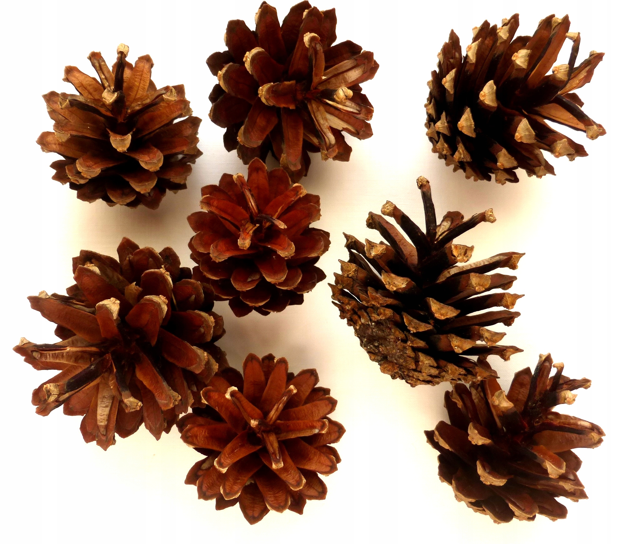 

Szyszki sosnowe sosna z sosny 3-6 cm 100 sztuk