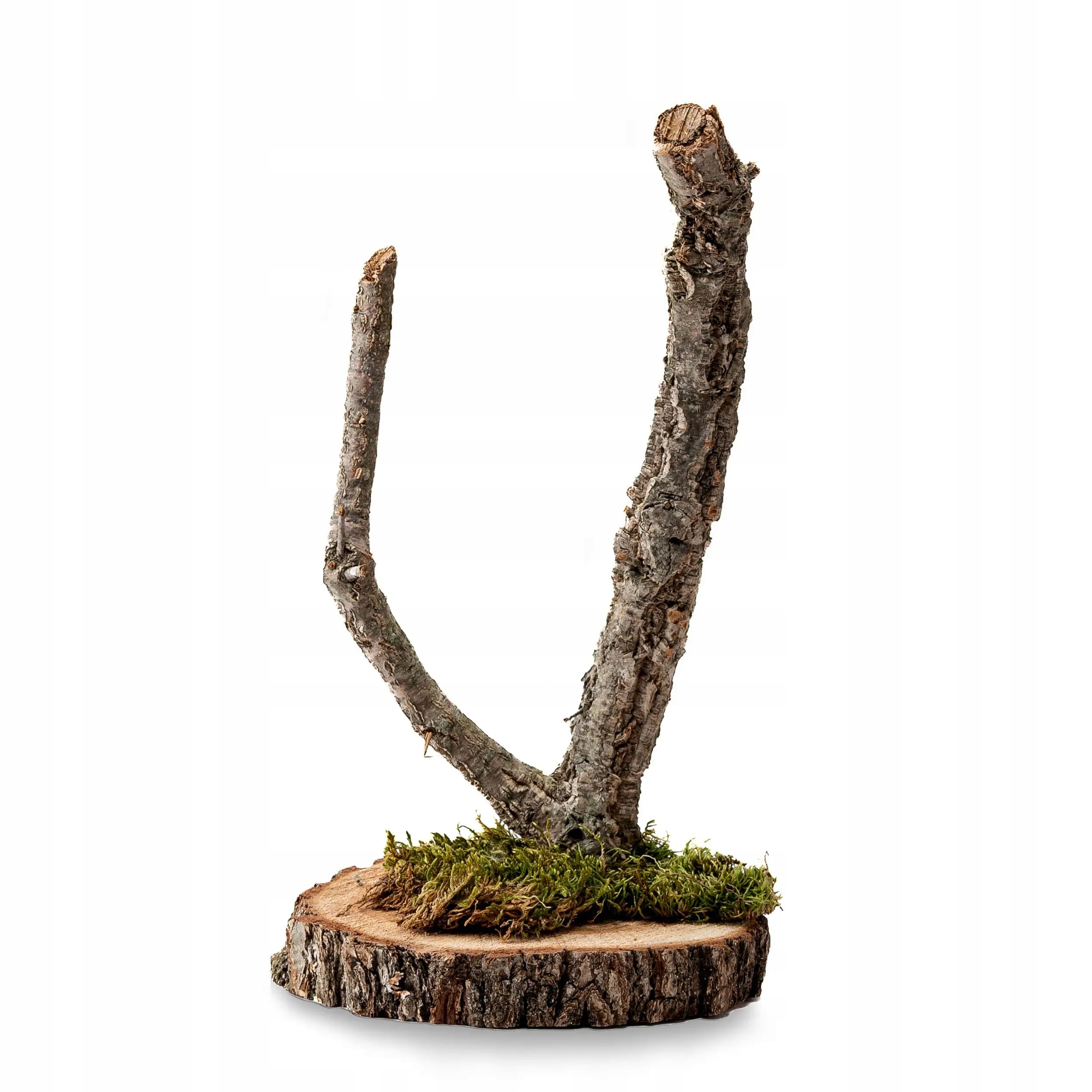 Levně BioBranch Tree 40 cm Korkový dubový strom