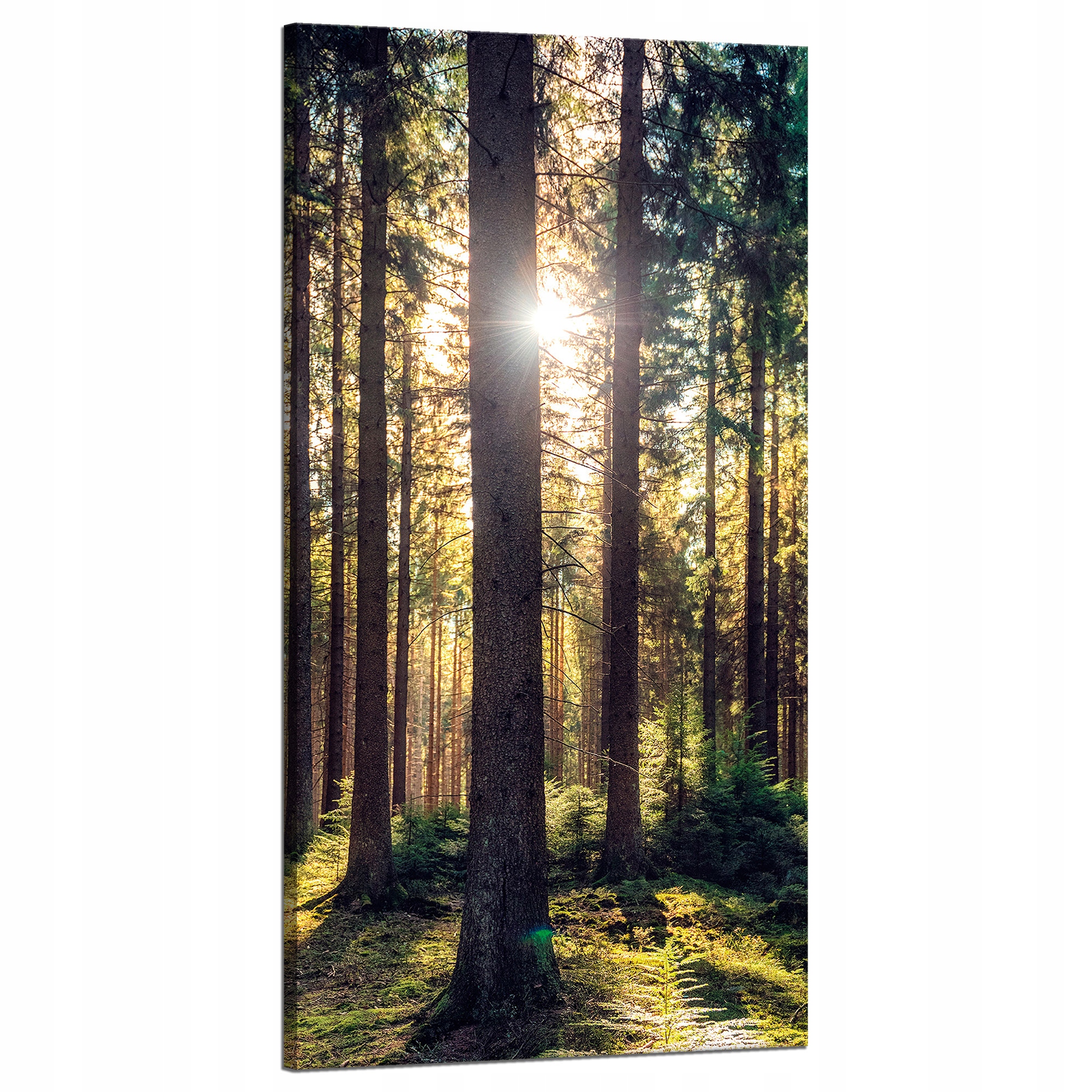 Obraz na plátně Les Slunce Stromy Jaro Ráno 60x120 cm