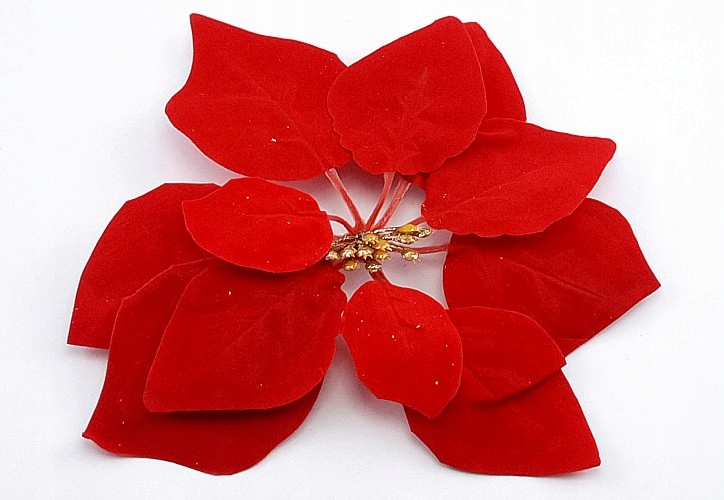 

Piękna Czerwona Gwiazda Betlejemska/ Główka