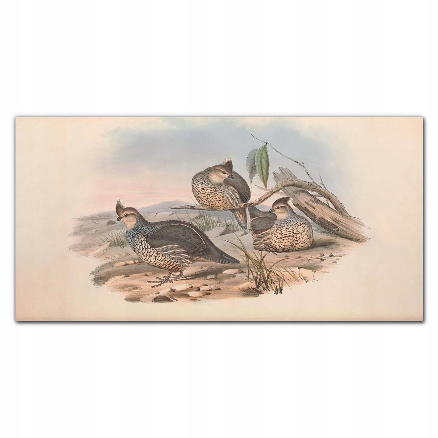 

Fotoobraz na ścianę 120x60 Ptaki zwierzęta rysunek