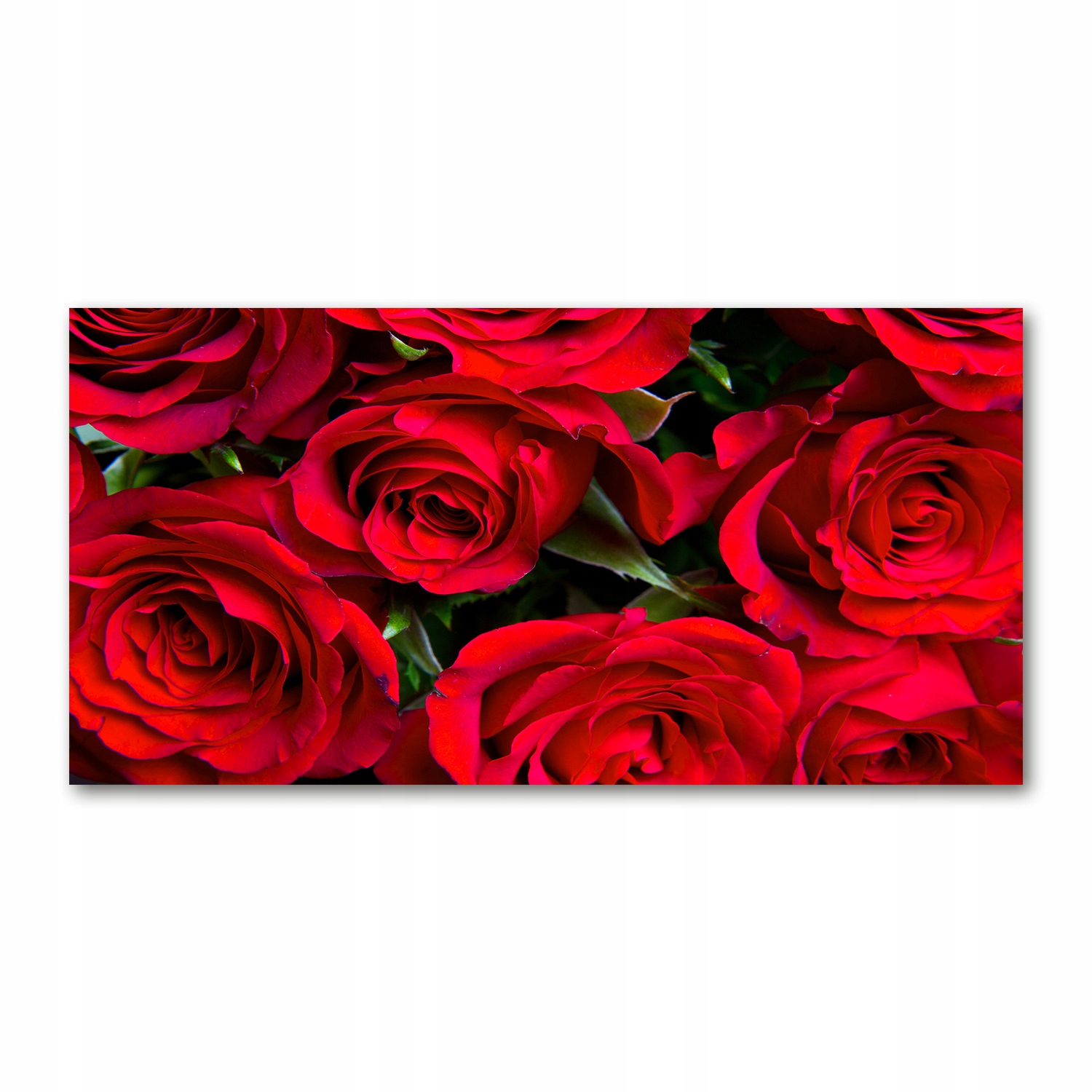 

Foto obraz akryl zdjęcie Czerwone róże 120X60 cm