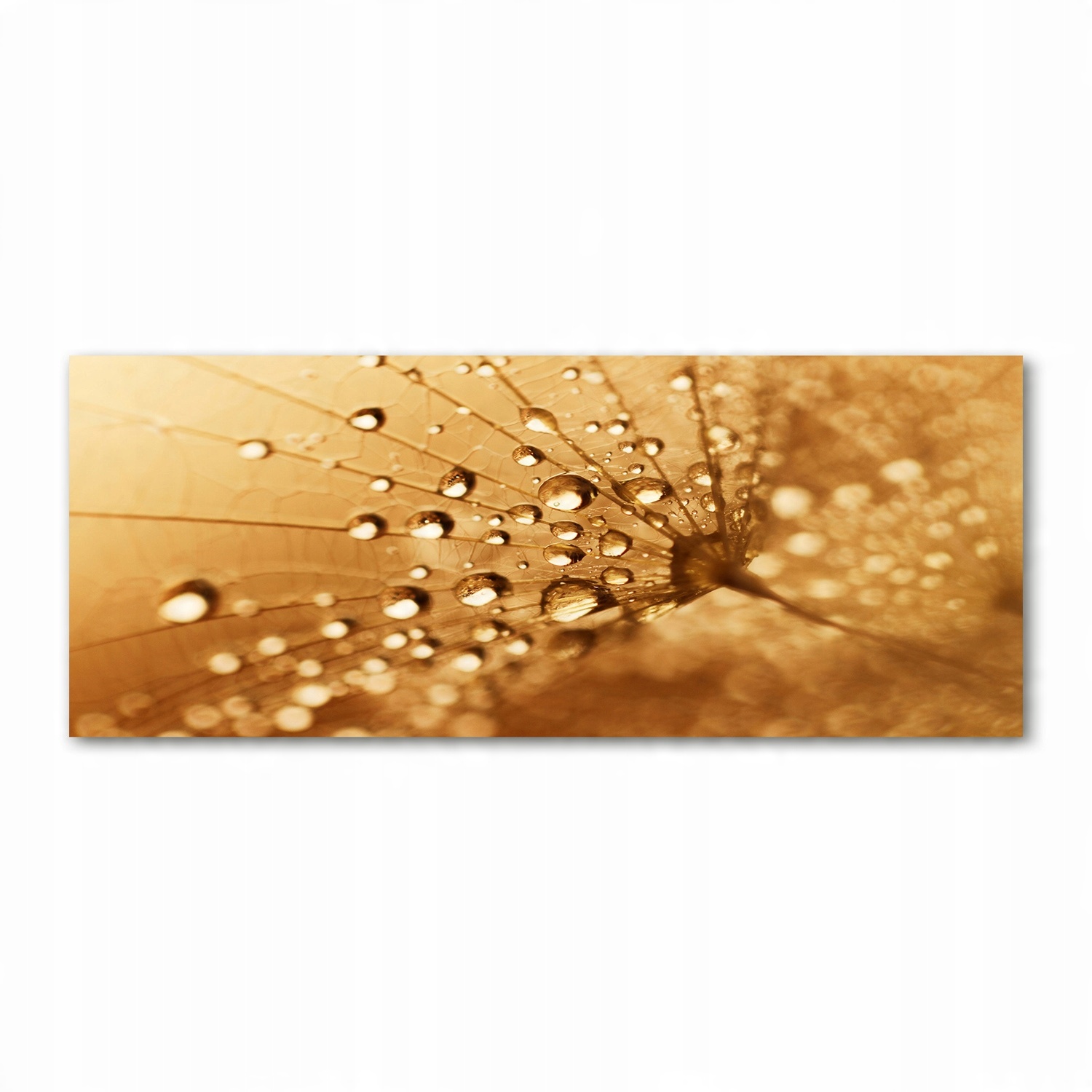 

Foto obraz akryl nowoczesny Dmuchawiec 125x50 cm