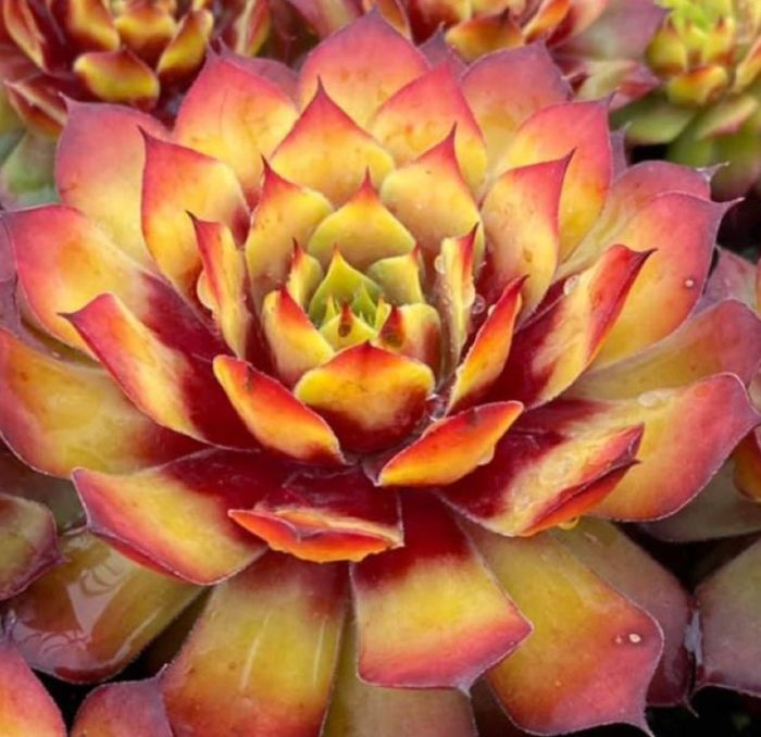 ROJNIK TROPICAL FRUITY CYTRYNOWY - PIĘKNA ODMIANA