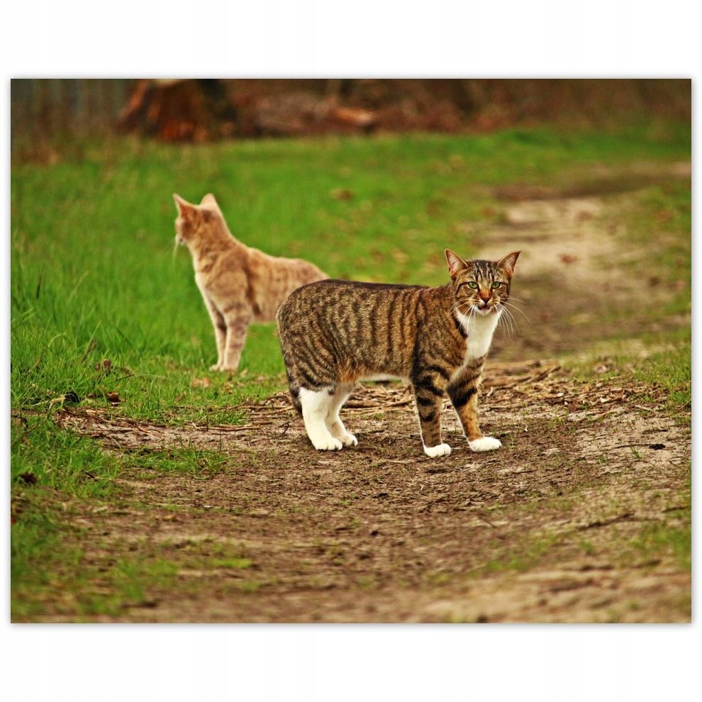 

Plakat 50x40 Kot Kotki Koty Kicia